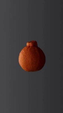 Studio shot of an isolated Sumo Mandarin orange on a gray background, highlighting its unique shape and textured skin.