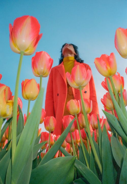 Low-angle shot of a person standing in a field of red and yellow tulips against a clear blue sky on a sunny day, fashion shot.