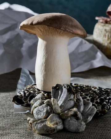 A still life featuring a king oyster mushroom alongside other mushroom types, with a crinkled white paper and dark blue backdrop.