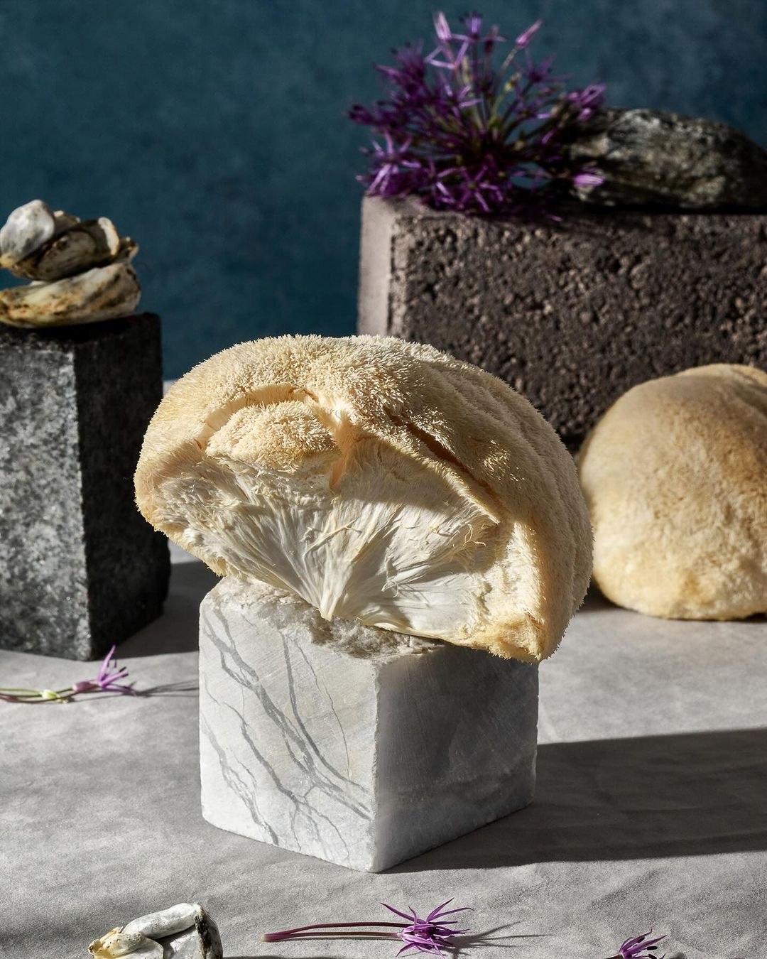 Still life shot of a lion's mane mushroom on a marble cube, complemented by floral accents and set against a textured blue backdrop.