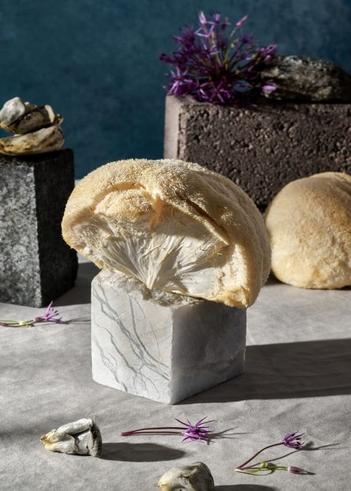Still life with a lion's mane mushroom on a marble cube, complemented by allium flowers and small rock fragments against a teal background.