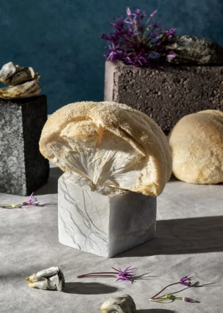 Still life with a lion's mane mushroom on a marble cube, complemented by allium flowers and small rock fragments against a teal background.