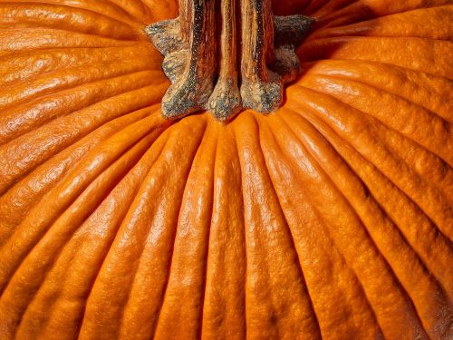 Close-up of a vibrant orange pumpkin with defined ridges and a prominent stem, showcasing its texture and organic details.