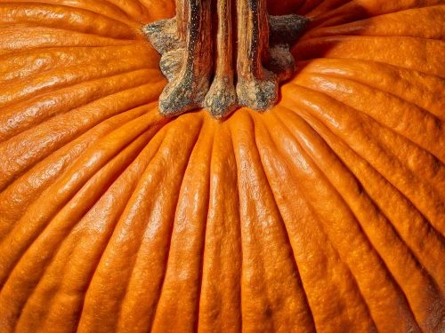 Close-up of a vibrant orange pumpkin with defined ridges and a prominent stem, showcasing its texture and organic details.