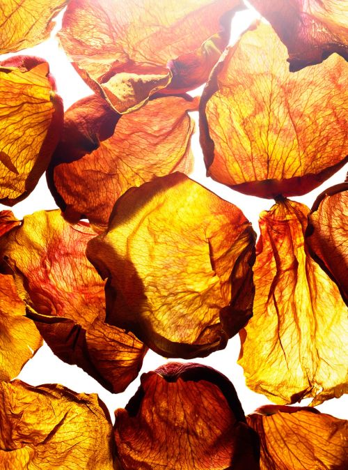 Close-up shot of translucent orange and red rose petals with visible veins, creating abstract patterns on a bright white background.