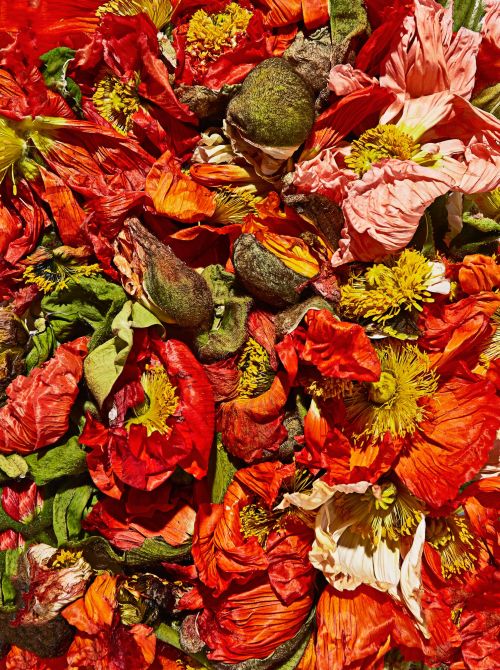 Close-up of vibrant red, orange, and yellow floral petals and green seed pods arranged together, showcasing textures and colors.