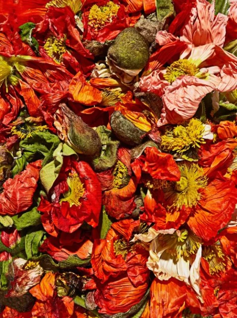 Close-up of vibrant red, orange, and yellow floral petals and green seed pods arranged together, showcasing textures and colors.