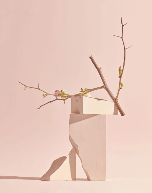 Abstract still life with a bare branch and budding flowers arranged atop geometric blocks against a pale pink background.