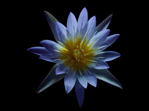 Macro photograph of a vibrant water lily with purple and yellow petals, set against a stark black background, emphasizing its intricate floral details.