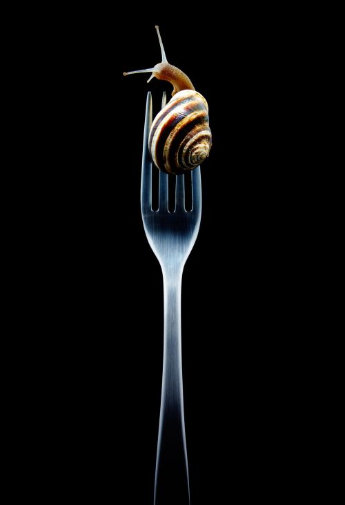 A garden snail crawls atop a silver fork against a stark black background in this striking, studio-lit still life composition.