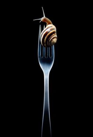 A garden snail crawls atop a silver fork against a stark black background in this striking, studio-lit still life composition.