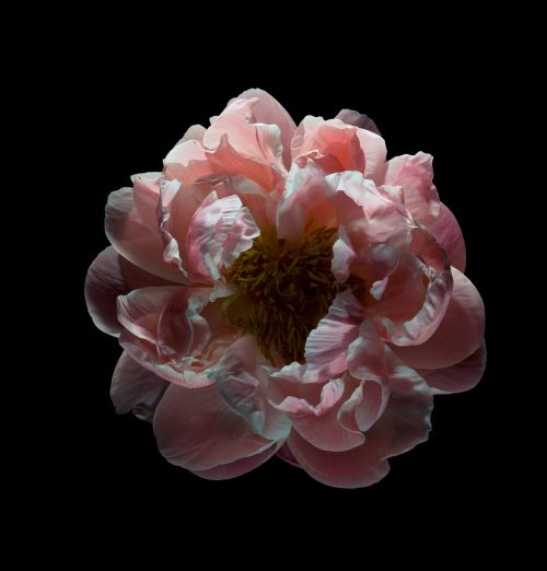 Macro photograph of a pink peony bloom with detailed petals, set against a stark black background, showcasing its intricate texture.
