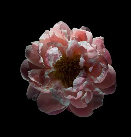Macro photograph of a pink peony bloom with detailed petals, set against a stark black background, showcasing its intricate texture.