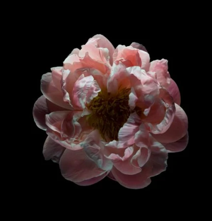 Macro photograph of a pink peony bloom with detailed petals, set against a stark black background, showcasing its intricate texture.