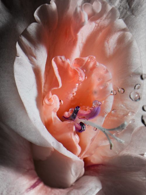 Extreme macro shot of a peach and white flower blossom with water droplets on petals styled by Ariana Salvato