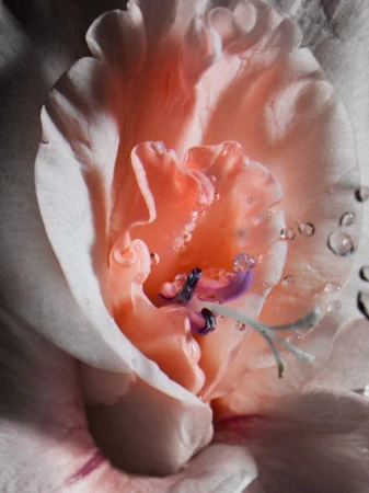 Extreme macro shot of a peach and white flower blossom with water droplets on petals styled by Ariana Salvato