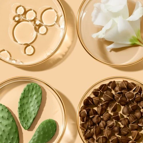 Botanical beauty ingredients in clear glass petri dishes arranged on a neutral background. White flower, seeds, oil, and cactus.