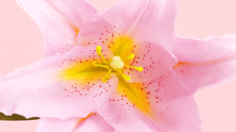Macro shot of a pink lily flower with yellow stamen and brown spots against a pink backdrop. Close-up floral botanical photography.