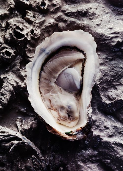 Overhead close-up of an open oyster in its shell, revealing the soft, fleshy interior, resting on a textured, rocky surface.