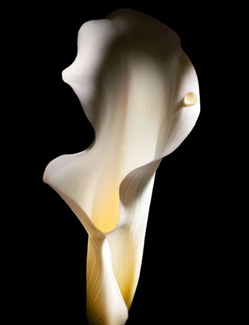 Close-up photo of a white calla lily flower with a water droplet against a stark black background, emphasizing its elegance.