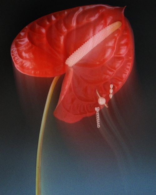 Close-up of a single red Anthurium flower, known for its heart-shaped spathe and spadix, against a gradient background.