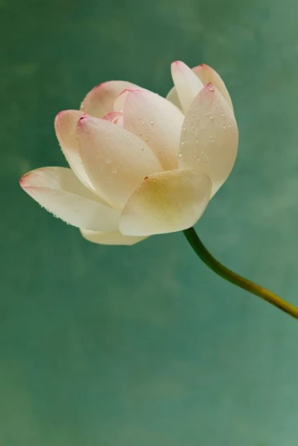 Macro shot of a white lotus flower with pink tips and water droplets against a greenish-blue background, showcasing floral beauty.