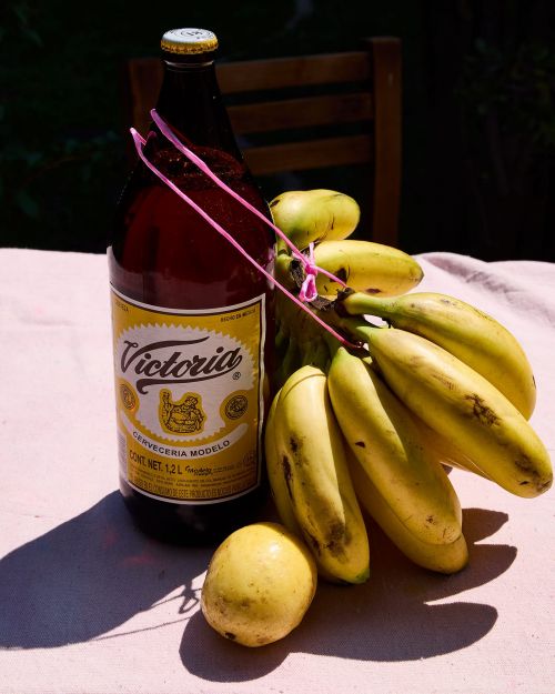 A bottle of Victoria beer is photographed with a bunch of bananas and a guava, set on a table in outdoor light.