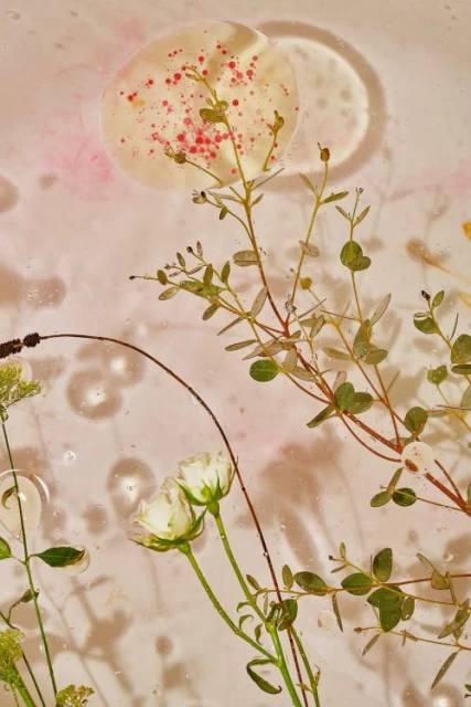 Botanical arrangement featuring white roses, various green stems and leaves, with a translucent disc and bubble effects in the background.