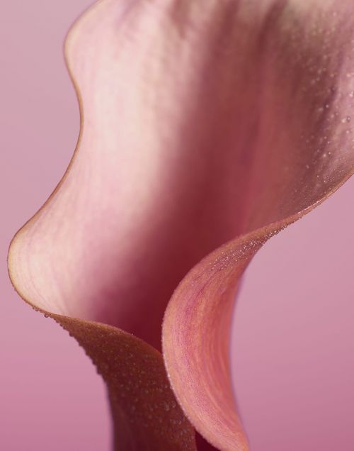 Close-up studio shot of a light pink calla lily with water droplets on its petal edges, set against a soft pink background.