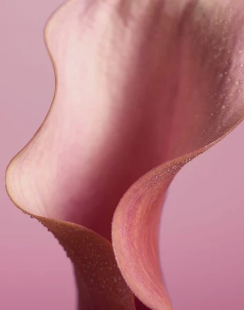 Close-up studio shot of a light pink calla lily with water droplets on its petal edges, set against a soft pink background.