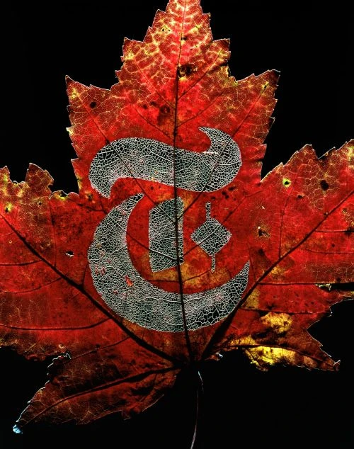 Macro photo of a red maple leaf with a stylized skeletal pattern on a black background, showcasing autumnal textures and details.