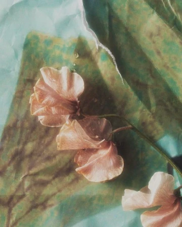 Floral still life featuring delicate peach-colored flowers on textured green and blue paper, creating a soft, dreamy, vintage aesthetic.