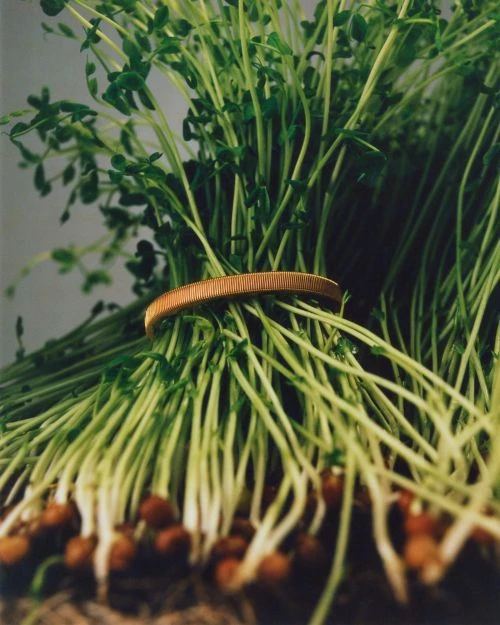 Close-up studio shot of fresh green sprouts bound with gold-colored ring. The scene features a neutral background and natural lighting.
