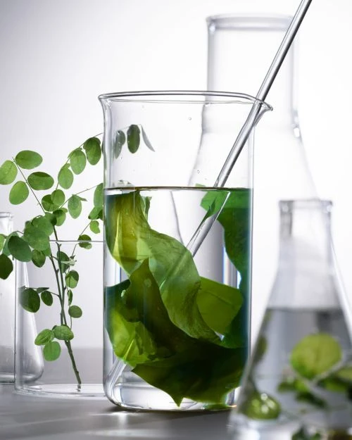 Laboratory glassware filled with water and green leaves and plant sprig on a white background for scientific or beauty purposes.
