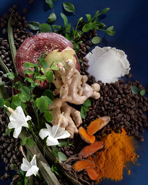 Still life of coffee beans, turmeric powder and root, ginger root, reishi mushroom, white flowers, and leafy green stems on a dark blue surface.