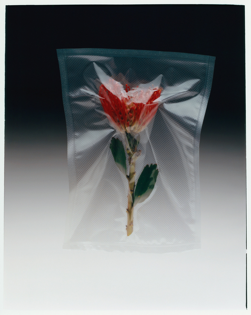 Red flower with green leaves sealed inside a clear plastic bag against a gradient dark-to-light background in a studio shot.