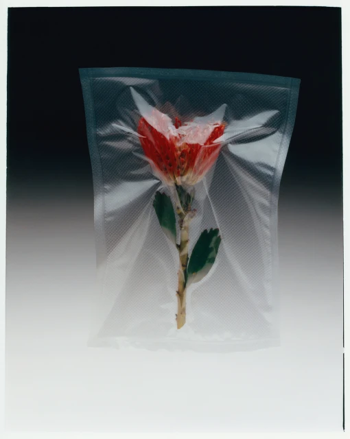 Red flower with green leaves sealed inside a clear plastic bag against a gradient dark-to-light background in a studio shot.