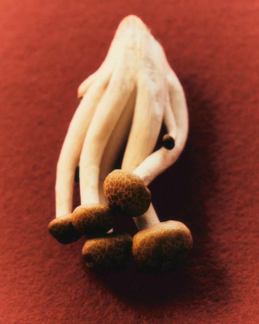 Close-up studio shot of a cluster of white and brown beech mushrooms on a red surface, highlighting their textures and natural patterns.