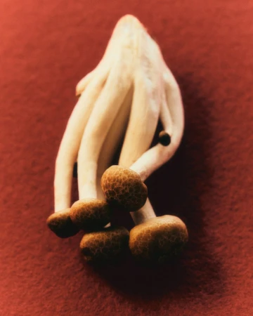 Close-up studio shot of a cluster of white and brown beech mushrooms on a red surface, highlighting their textures and natural patterns.