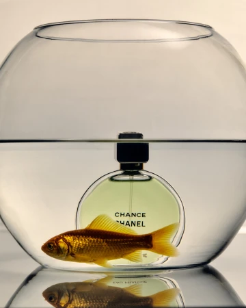 Goldfish swims in a glass bowl near a Chance Chanel perfume bottle, creating a surreal and eye-catching still life composition.