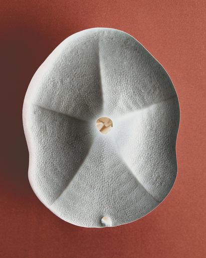 Close-up photo of a light gray sand dollar with five points, set against a solid red background. The sand dollar has a textured surface.