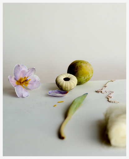 Still life photograph featuring a purple tulip, sea urchin shell, green mango, cotton, and jewelry on a light surface with soft lighting.