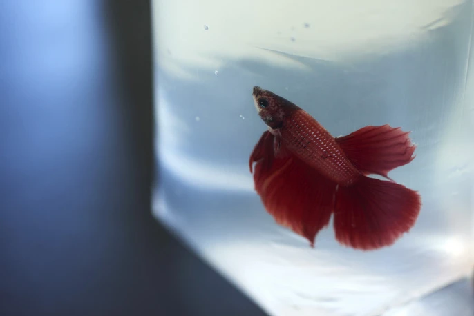 A red Betta fish swims inside a clear plastic bag filled with water, set against a blurred dark background, indoors, medium shot.