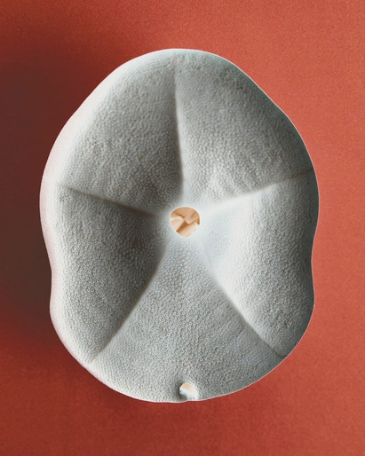 Top-down view of a textured off-white ceramic sculptural object with five radial indentations against a dark orange background.