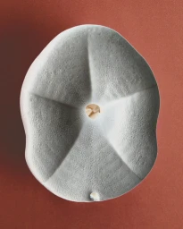 Top-down view of a textured off-white ceramic sculptural object with five radial indentations against a dark orange background.
