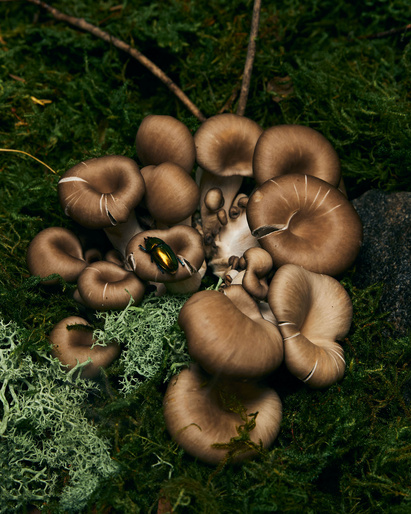 Close-up of oyster mushrooms growing on moss with a green beetle, showcasing natural textures, earth tones, and the forest environment.