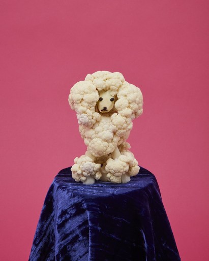 Cauliflower poodle dog sculpture on blue velvet podium against a pink background. Culinary food art composition, studio lighting.
