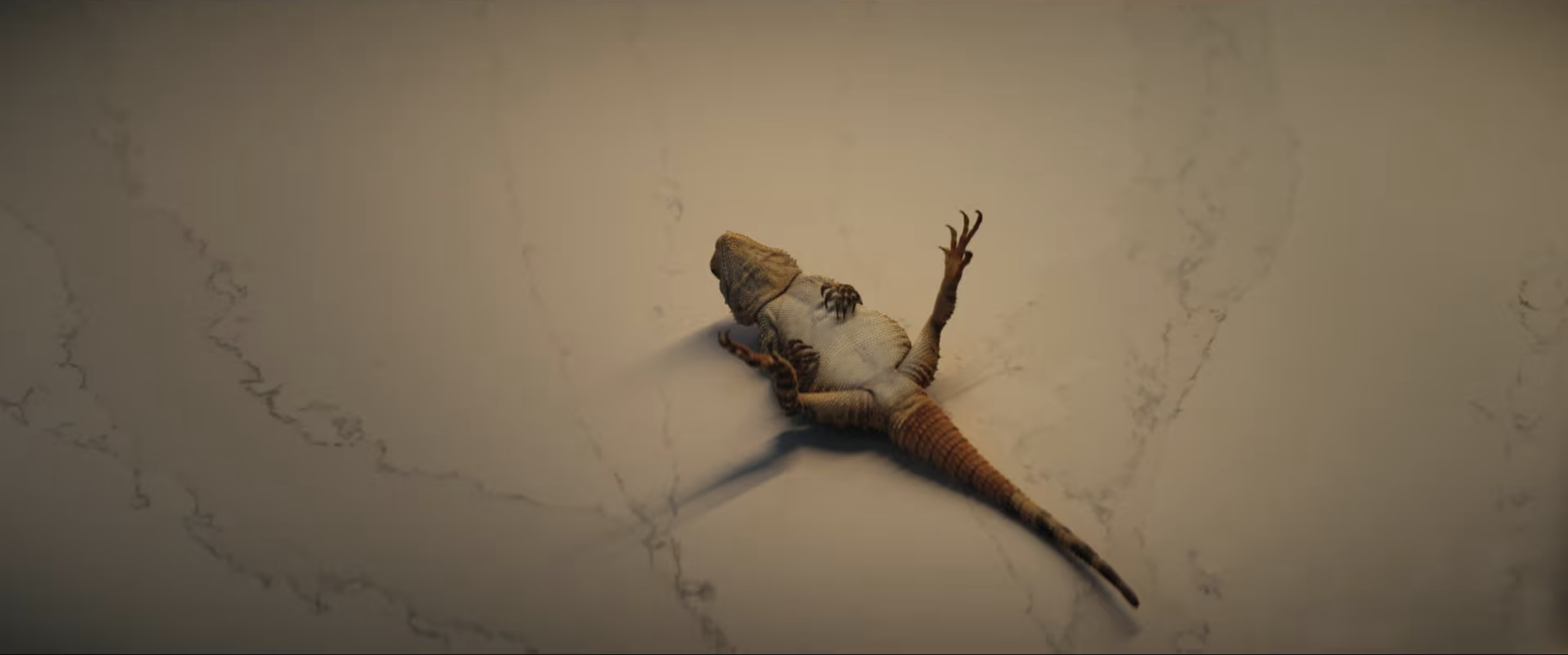 Bearded dragon resting on its back against a white surface, showing its underside and legs, casting a shadow.