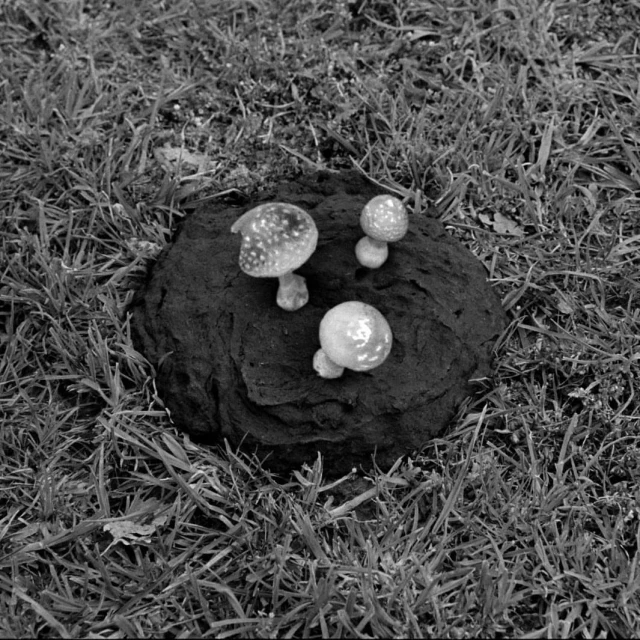 Black and white image shows mushrooms growing on a dark mass in grassy ground, creating an organic and visually interesting composition.