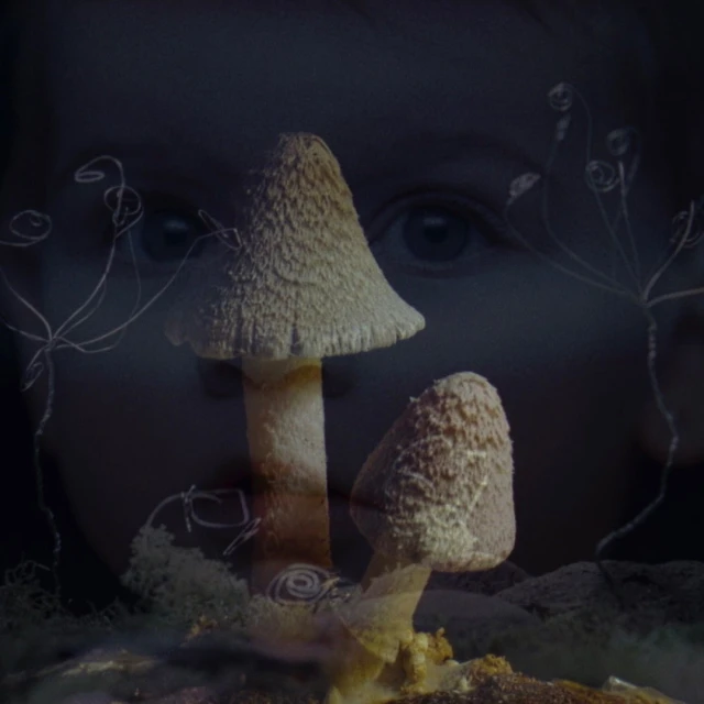 Surreal, dreamy image of mushrooms in the foreground with a child's face subtly overlaid in the background for artistic effect.